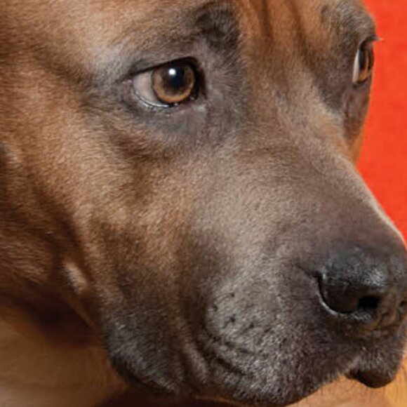 Pitbulls: The Most Misunderstood Dog - Picture 8 of 11